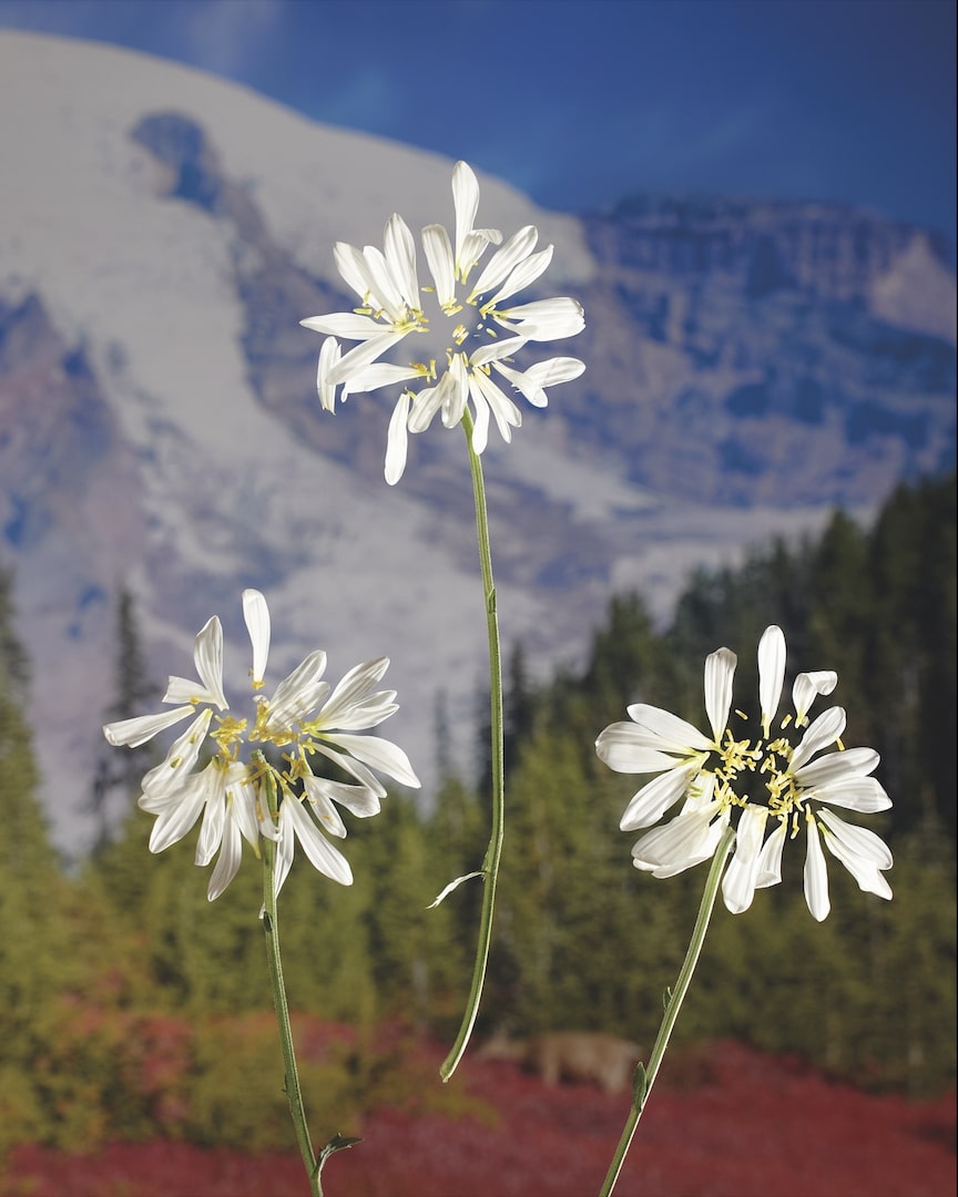 Blumen