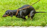 Tagebuch der Überforderungen: Hundehaufen
