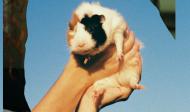 Das Foto zeigt eine Collage mit einem Hamster Das Erlebnis, ich zu sein