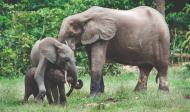 Der Elefant ruft