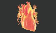 Organ Aorta