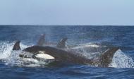 Linke Orcas