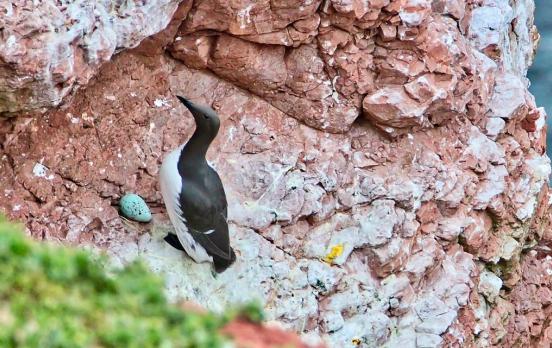 „Vogel des Jahres“: Es kann nur einen geben