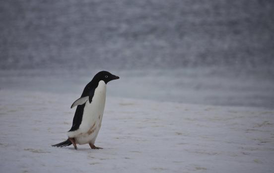Ist sich Werner Herzogs „nihilistischer Pinguin“ des Todes bewusst?