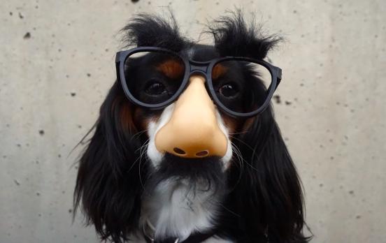 Michel Kreutzer: „Missverständnisse zwischen Mensch und Tier sind keine Einbahnstraße“