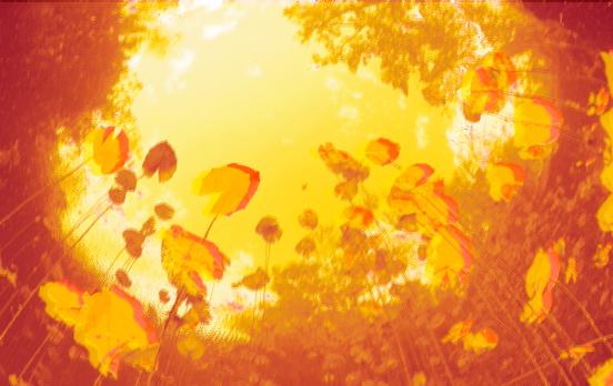 Die Wahrheit der Pilze