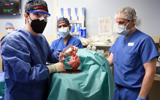 Mit Schweineherz zum Übermenschen