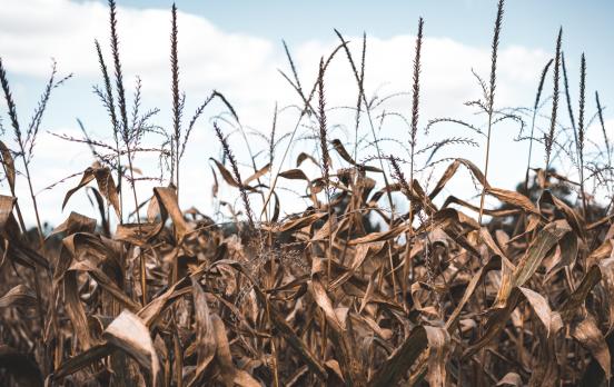 Die aufplatzenden Nähte der Welt