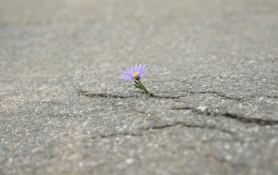 Frank Adloff: „Rechte für die Natur würden mit grundlegenden Logiken des Kapitalismus brechen“