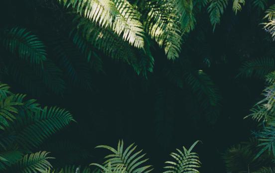 Treffen Pflanzen Entscheidungen?