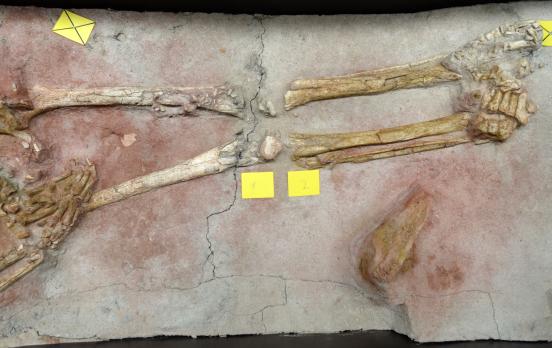 Alain Froment: „Die Idee der Pflege ist ein tierisches Erbe“