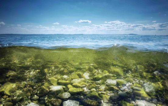 „Symbiogenese“ – eine andere Geschichte des Lebens