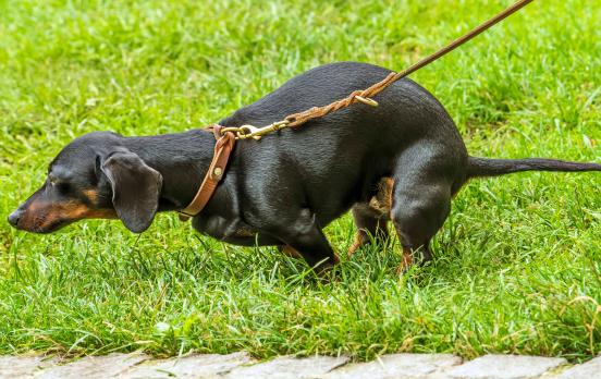 Tagebuch der Überforderungen: Hundehaufen