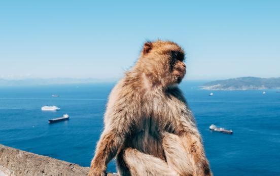 Bei den Makaken regelt's der Markt