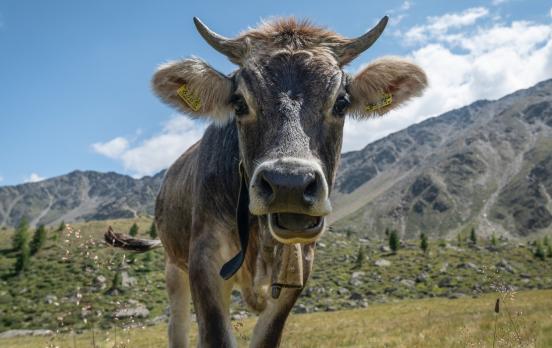 Kampf um die Kuhglocke 