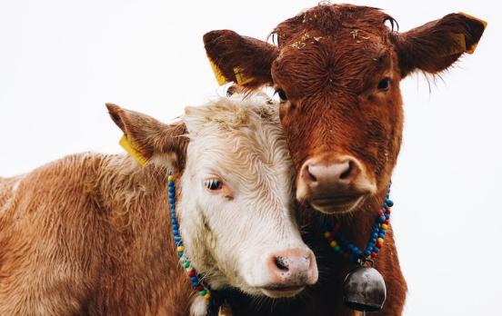 Bernd Ladwig: „Tiere als leidensfähige Kreaturen sitzen mit uns in einem Boot“