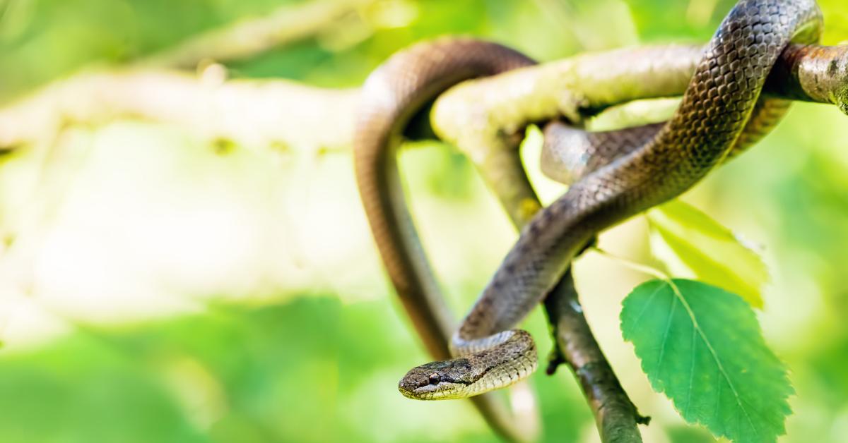Peter Schäfer „Im Christentum gab es einen platonischen Sündenfall