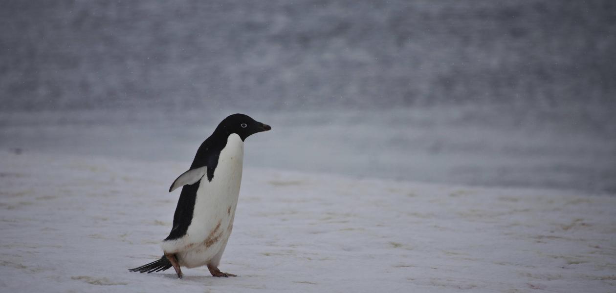 Ist sich Werner Herzogs „nihilistischer Pinguin“ des Todes bewusst?