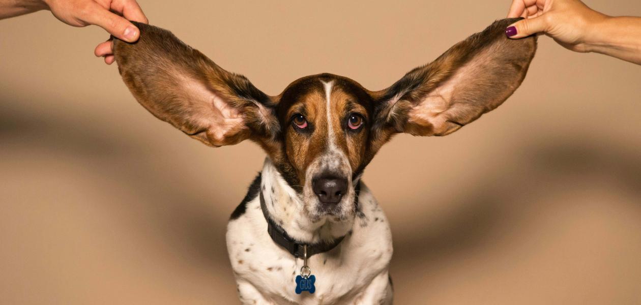 Das Ohr als Denkorgan